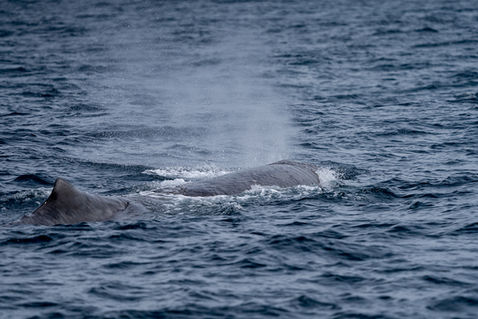 Sperm Whale (Physeter macrocephalus)