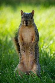 Eastern Fox Squirrel (Sciurus niger)
