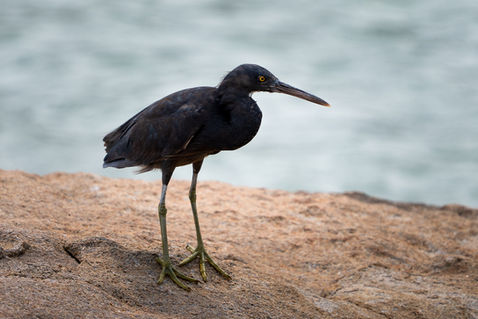 Pacific Reef Heron or Eastern Reef Egret (Egretta sacra)