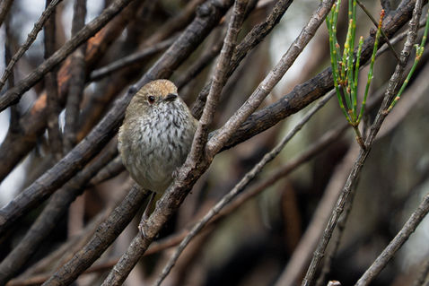 Brown Thornbill (Acanthiza pusilla)