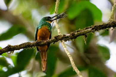 Rufous-tailed Jacamar (Galbula ruficauda)