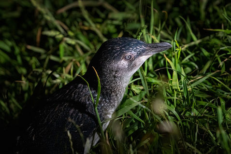 Little, Little Blue or Blue Penguin (Eudyptula minor)
