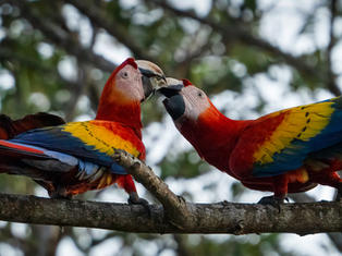 Central & South America