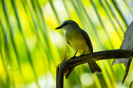 Tropical Kingbird (Tyrannus melancholicus)