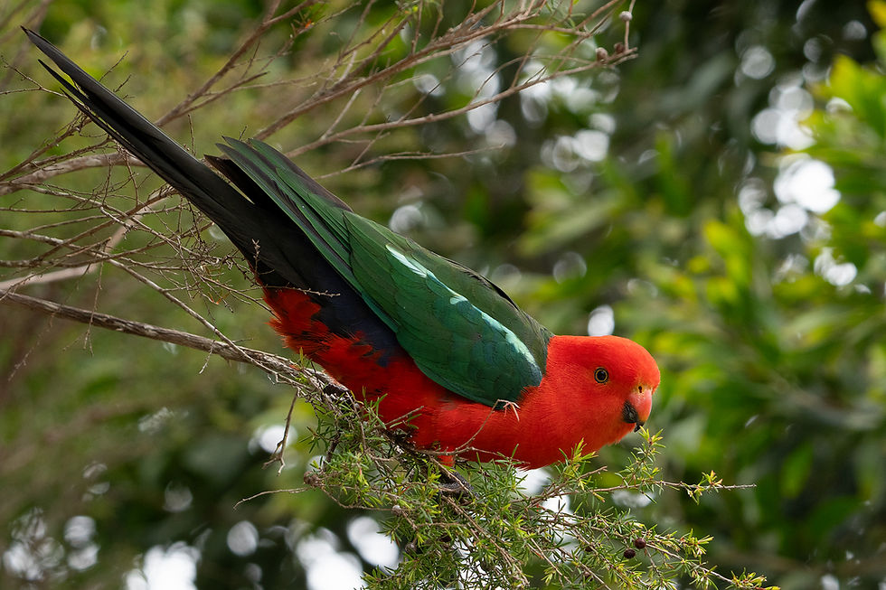 Eastern Australia Woodland