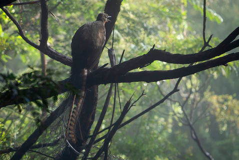 Superb Lyrebird (Menura novaehollandiae) male