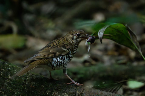 Bassian Thrush (Zoothera lunulata)