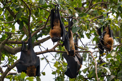 Indian Flying Fox (Pteropus giganteus)