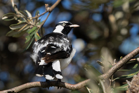 Magpie-lark (Grallina cyanoleuca)
