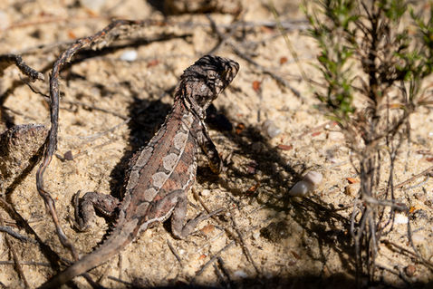 Mountain Dragon (Rankinia diemensis)