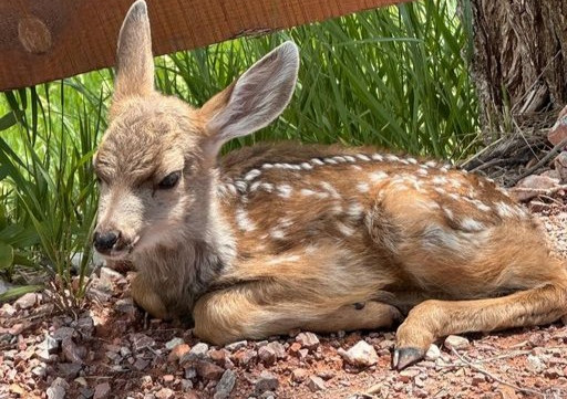 Deer, fawn, at Highland Meadows Resort near Wind Cave.