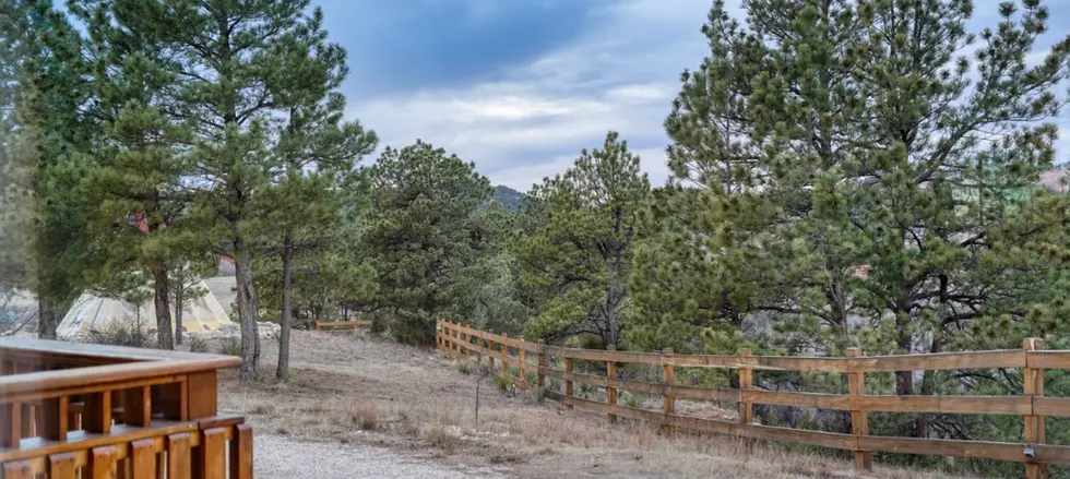 Ponderosa pines, a wooden fence, and winding driveway. View from Columbine Cabin window.