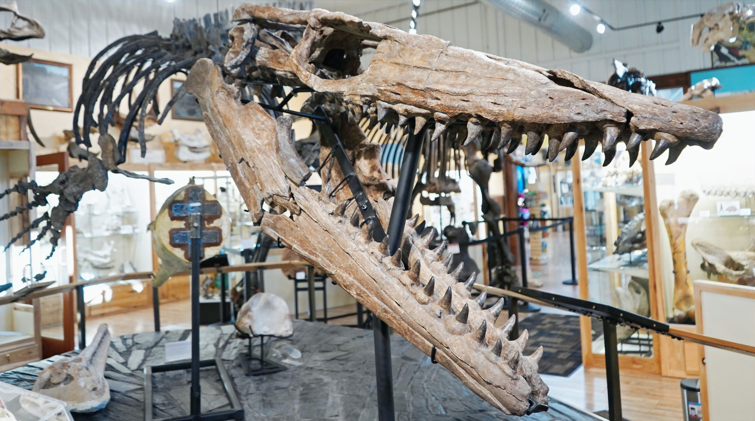 World Fossil Finder Museum - Hot Springs, SD