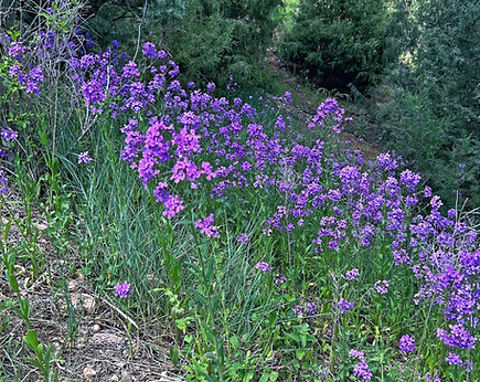 Wild flowers at Highland Meadows Resort in Hot Springs, SD - Black Hills