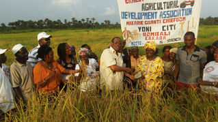 Symbolic harvest on 125 hectare rice farm