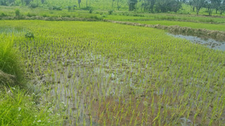 Improved seed rice and fertiliser are boosting the harvest at Ogoo Farm