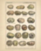 Desenho de diversas espécies de batatas