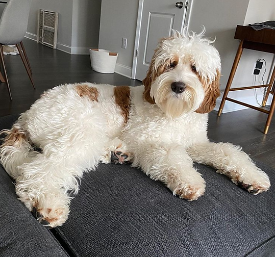 labradoodle photos.PNG