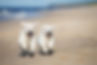 two happy puppies running on a beach.jpg