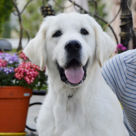 English Cream Golden Retrievers | White Sand Goldens ...