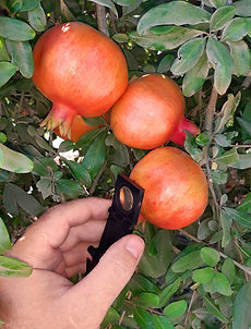 Supervisor tests pomegranate fruits of the pomegranate trees with a handheld magnifier for