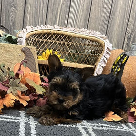 Pup in the flowers._edited.jpg