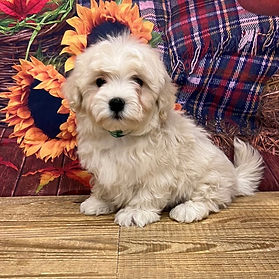Pup in the flowers._edited.jpg