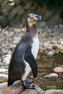 humboldtpenguin2