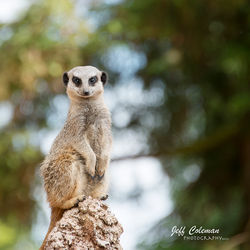 meerkat2a