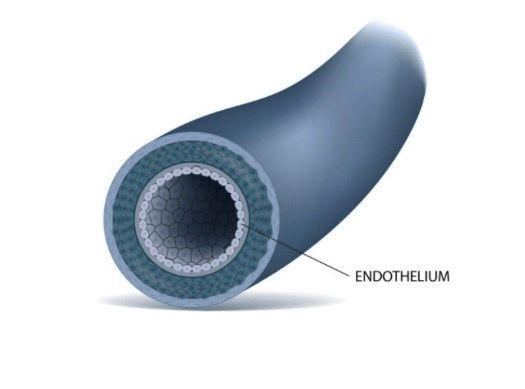 Endothelium inside blood vessels