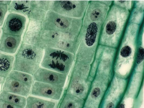 Cell Structure Explained: A Beginner's Guide for Access to HE Science Students