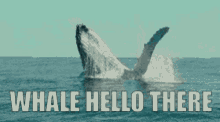 whale-hello-there-whale.gif