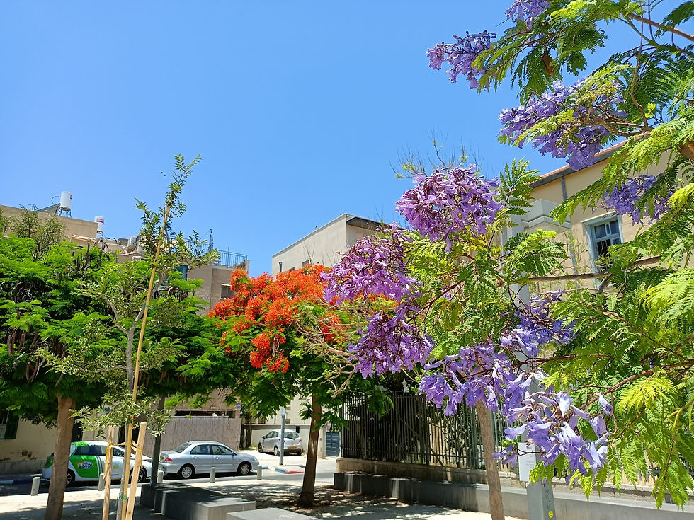 טניה דדון צור תל אביב סיגלון וצאלון