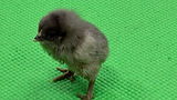 chick closeup 2025.jpeg