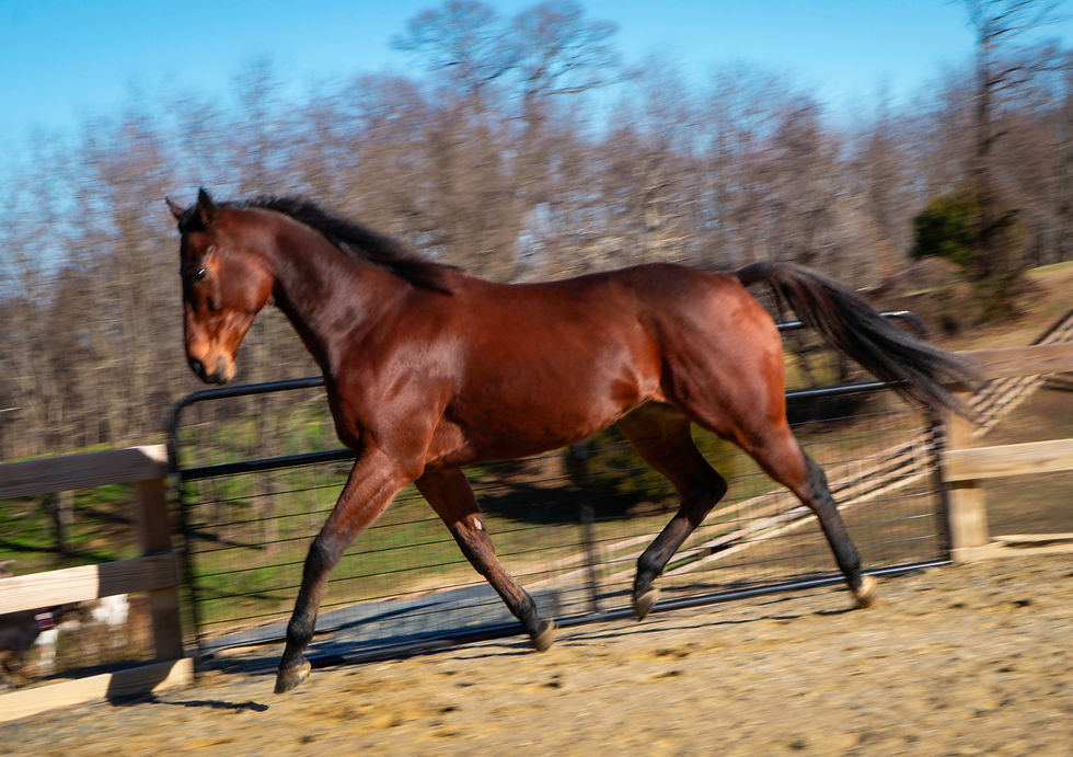 Mav Running
