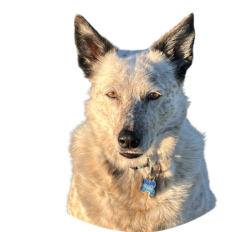 Ritter Homes Dog Donation 3