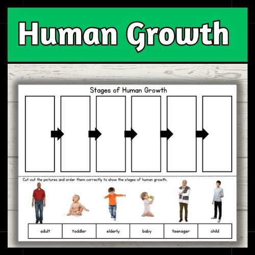 Stages of human growth worksheet