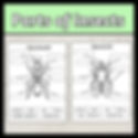 Parts of Insects Worksheets