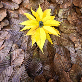 Leaves 01 WEB.jpg