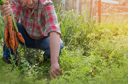 Harvesting%2520Carrots_edited_edited.jpg