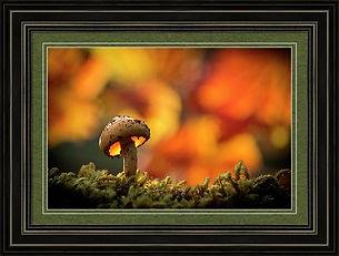 Mushroom Framed WEB.jpg