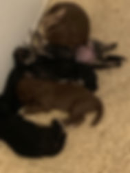 Mia's Litter 7-30