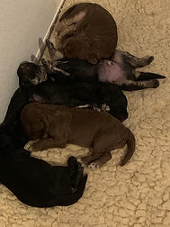 Mia's Litter 7-30