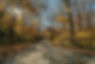 AutumnForestServiceRoadPisgahNationalForest-SabrinaGreenePhotography-1.jpg