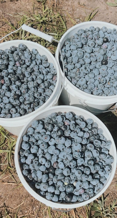 Fresh picked blueberries_edited_edited.j