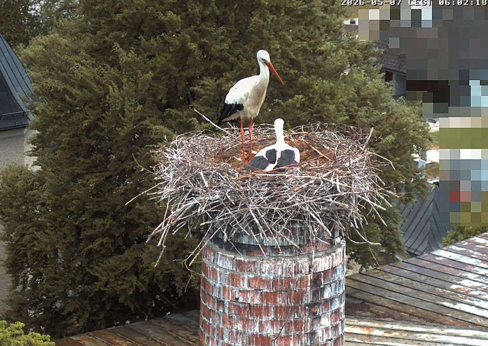 Storchencam - Trumer Brauerei Obertrum