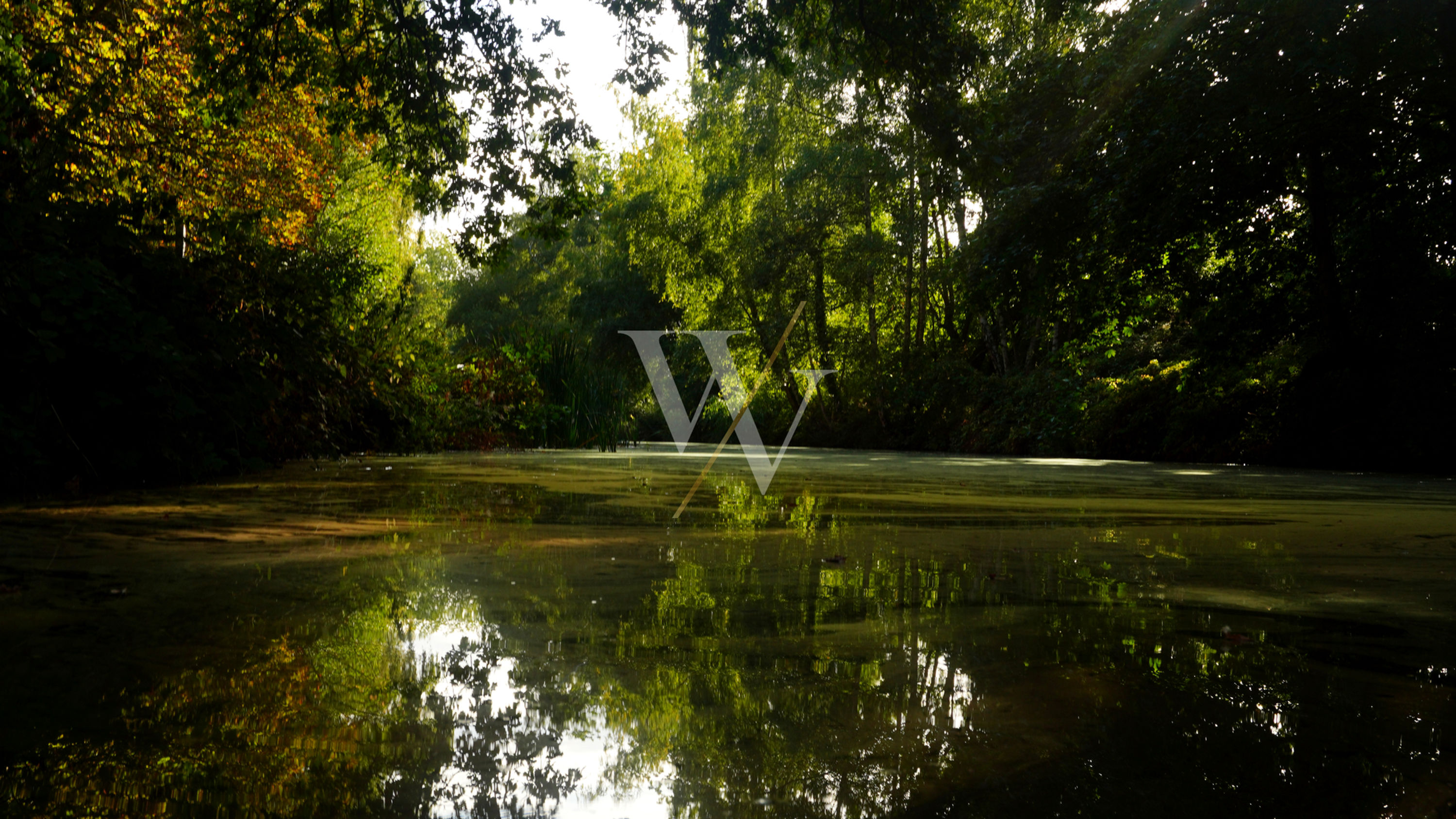 Woodland Pond with Sunlit Reflections | Forest Photo