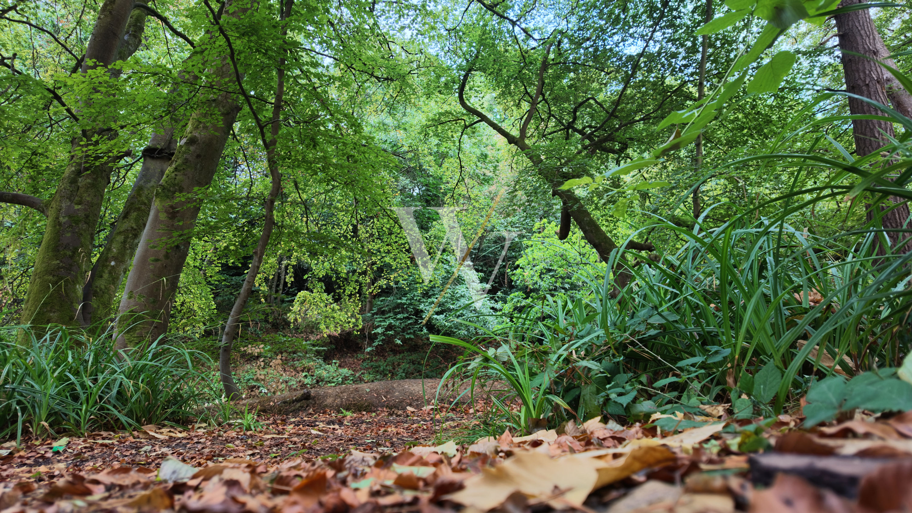 Forest photo showing a low-angle woodland clearing framed by mature tree trunks, arching branches and dense green foliage