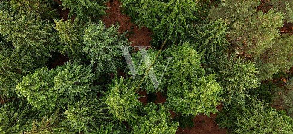 Aerial forest photography showing dense woodland canopy and varied tree patterns from above