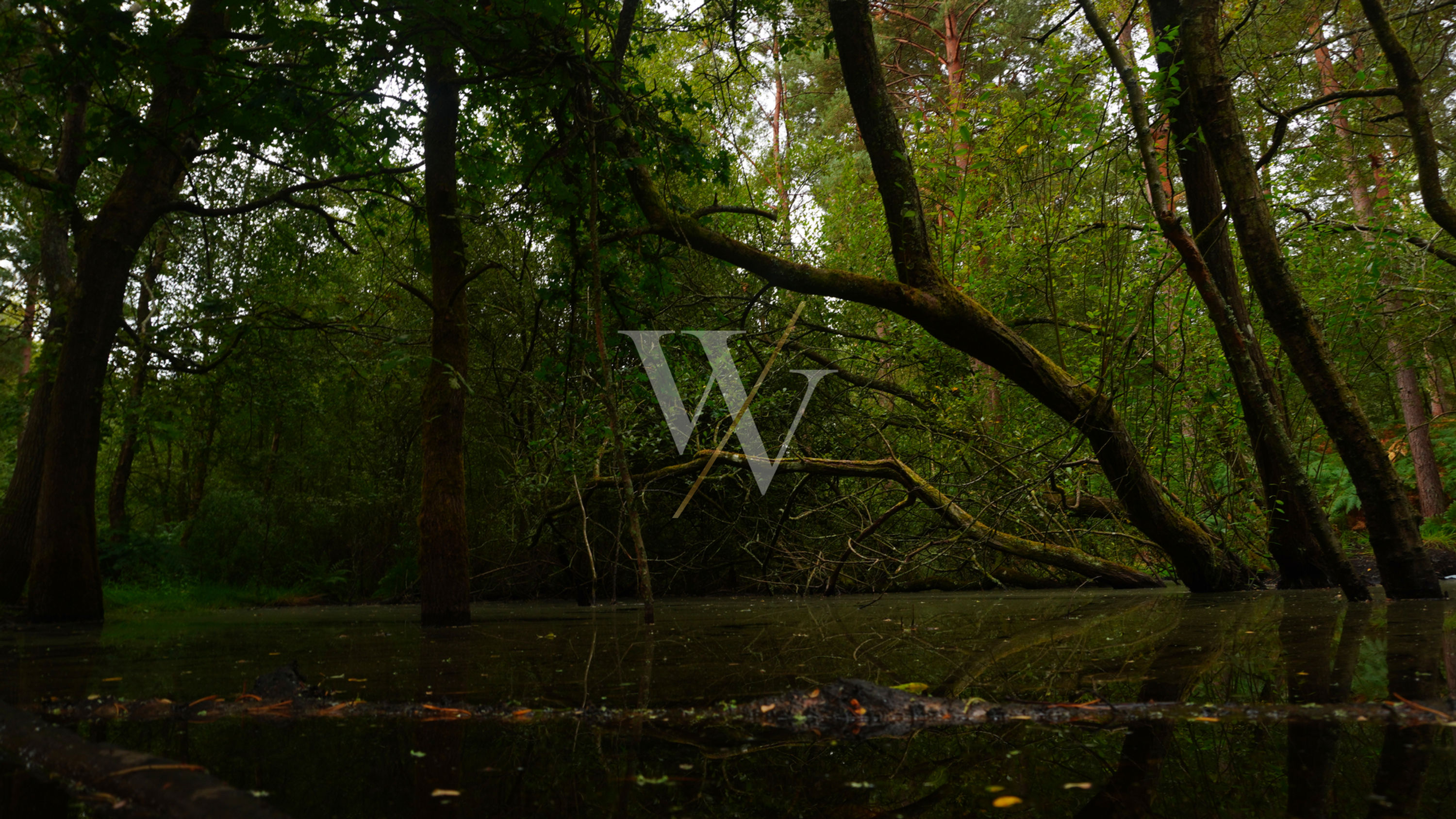 Forest photo of a moss-covered tree leaning over dark woodland floodwater and tangled branches